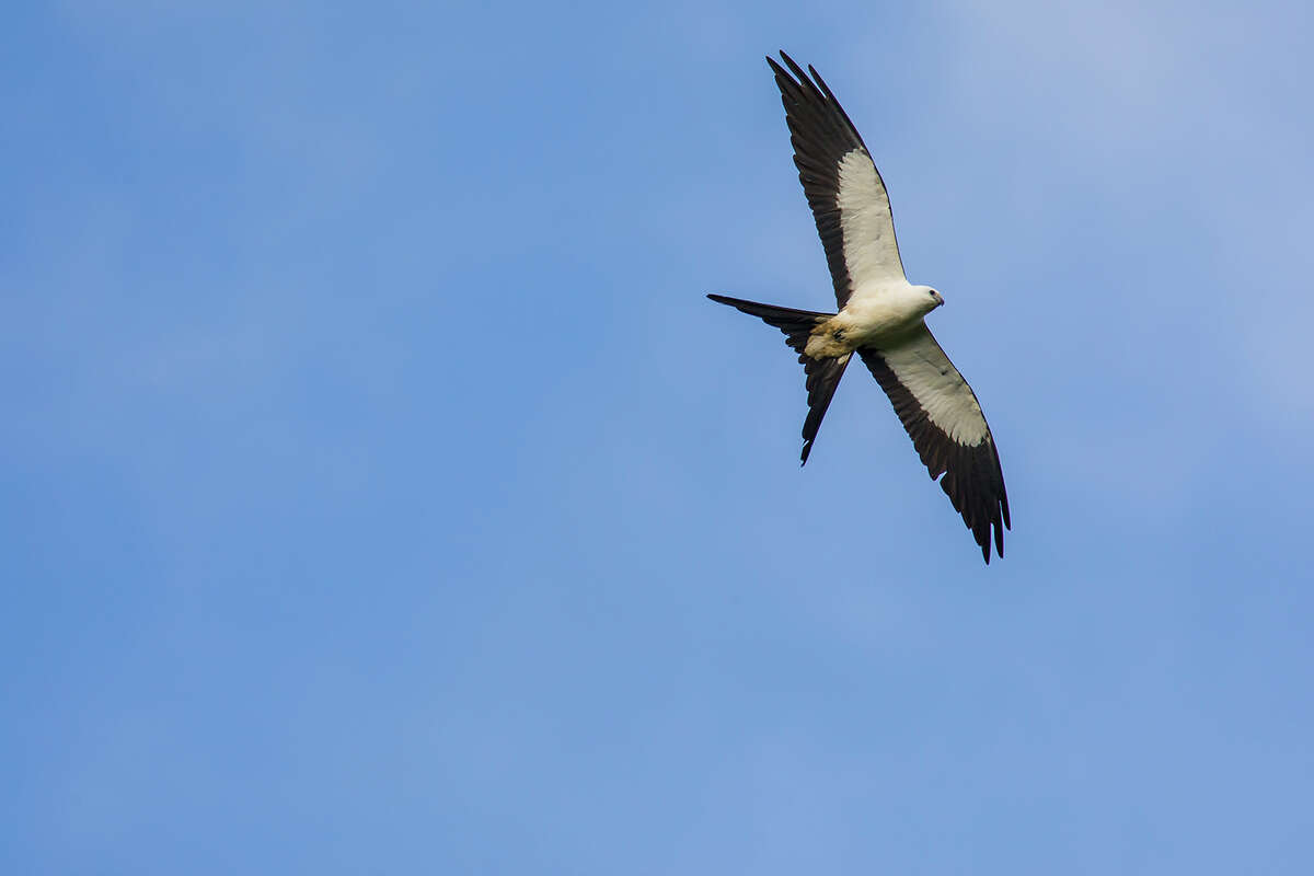 Is it time to clip Greg Bird's wings?