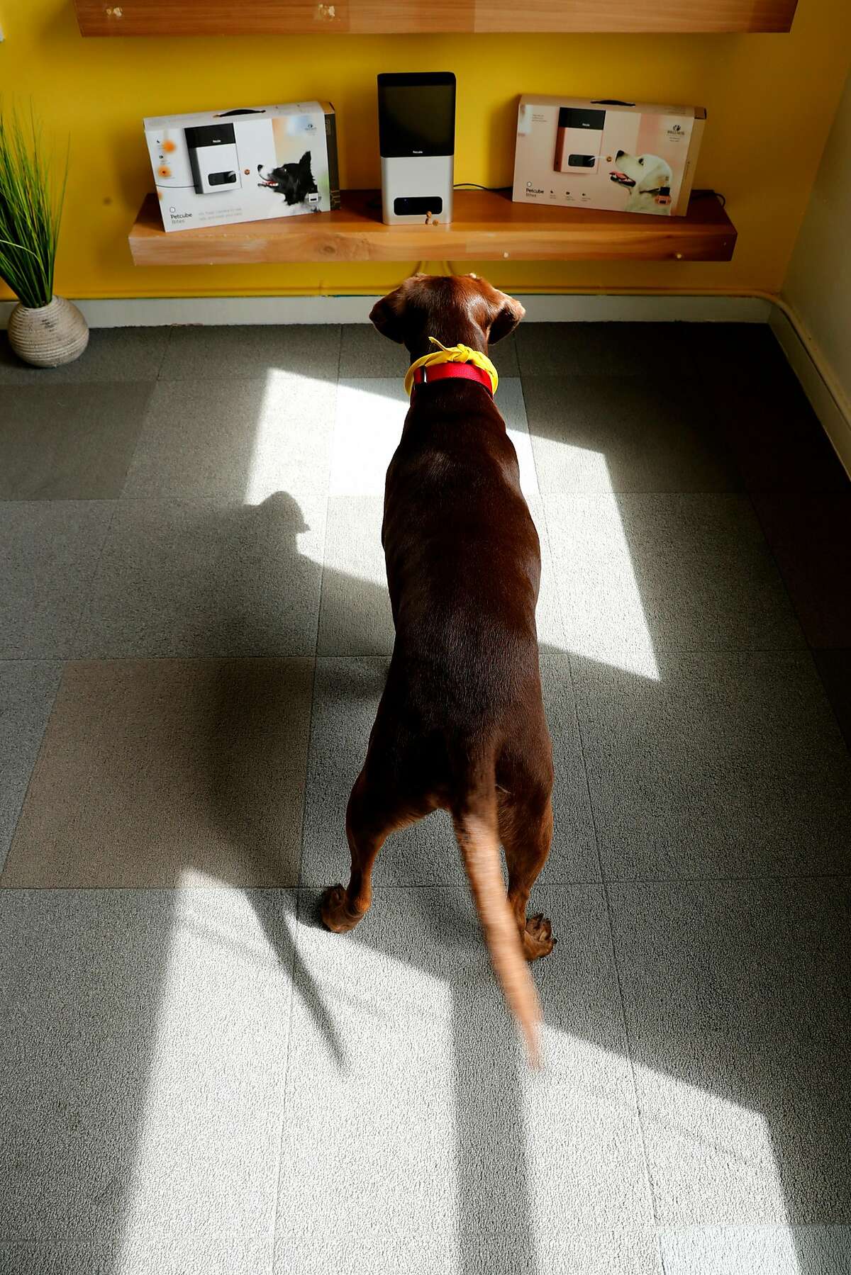 "Lola" the dog, seen waiting for a treat to be delivered by the Petcube Bites device during a demonstration at the offices of Petcube in San Francisco, Ca., as seen on Wed. July 26, 2017. The company has created several devices one that monitors pets through a smart phone as well as another machine that flings pet treats also using a smart phone app.
