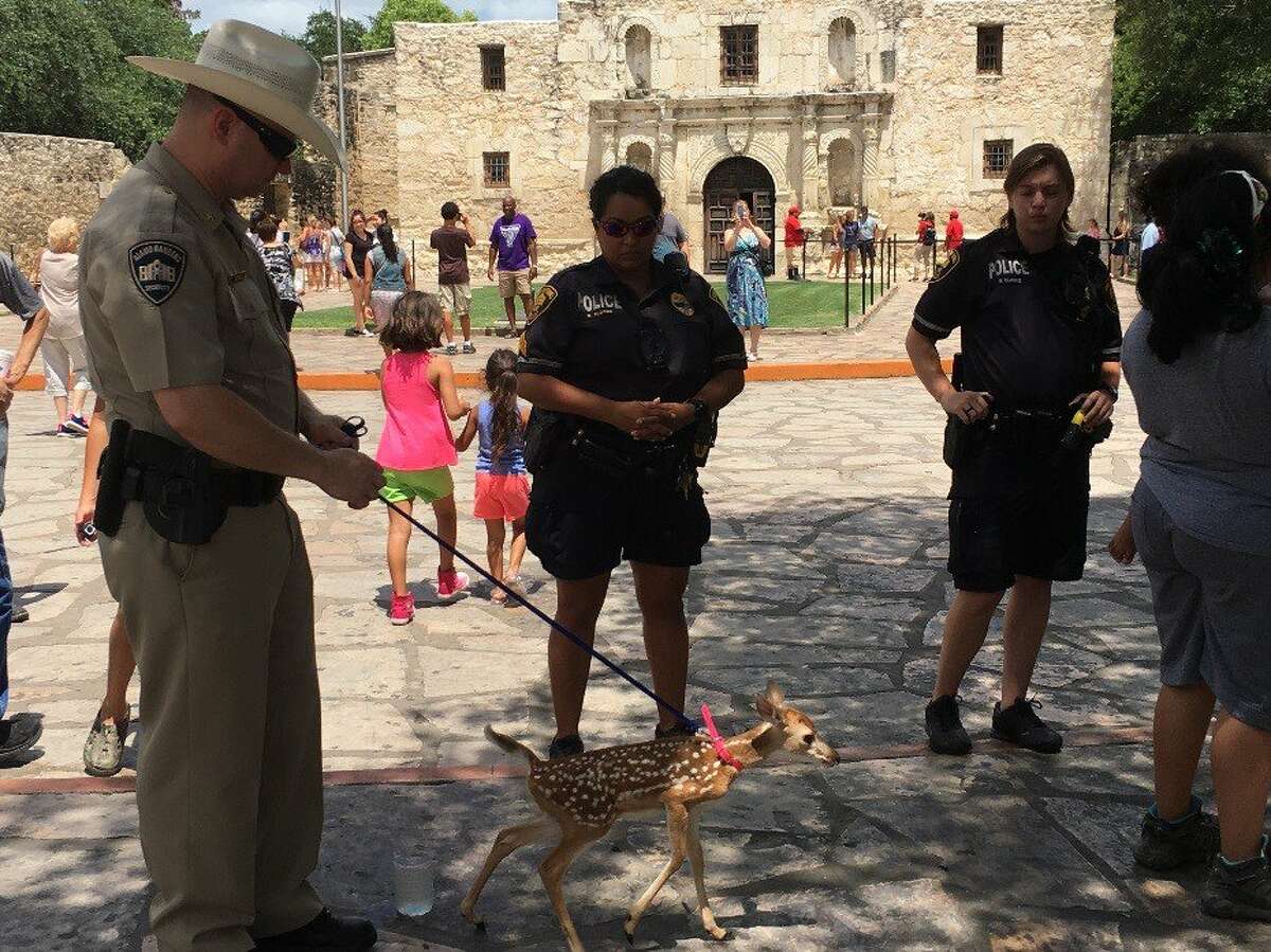 Alamo security called a Bexar County game warden when a woman was spotted walking around the grounds with a fawn on a leash on June 30, 2017.