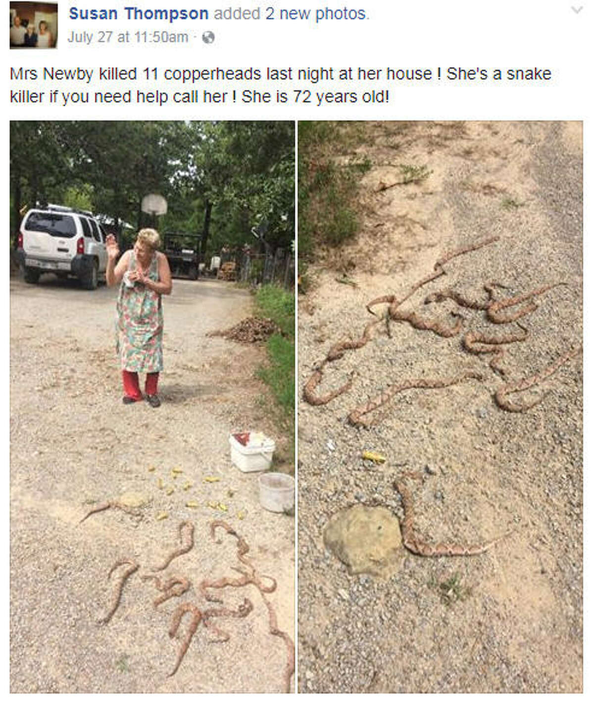 72 Year Old Woman Kills 11 Copperhead Snakes In Oklahoma