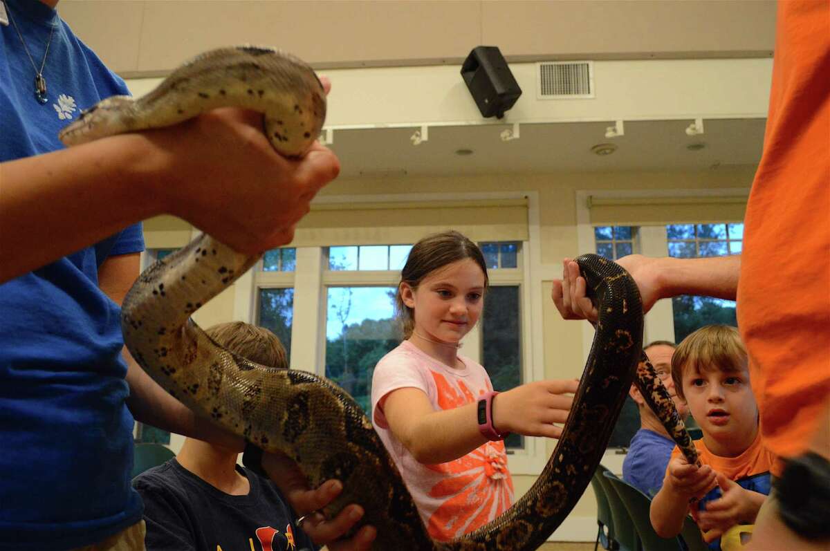 Habenjero, a Nicaraguan boa, meets the public at a Family Fun Night event at the New Canaan Nature Center on Reptiles from Around the World, Friday, July 28, 2017, in New Canaan, Conn.