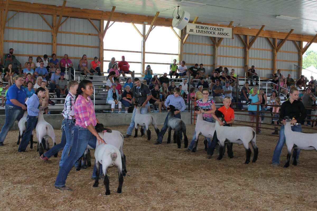 Monday's daytime action at the Huron Community Fair included horse and sheep shows.