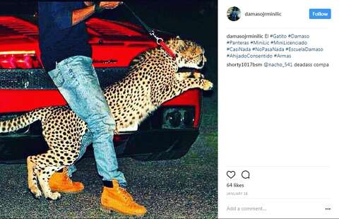 Son Of A Mexican Cartel Boss Flaunts Life Of Wealth Guns Drugs On Instagram Huron Daily Tribune