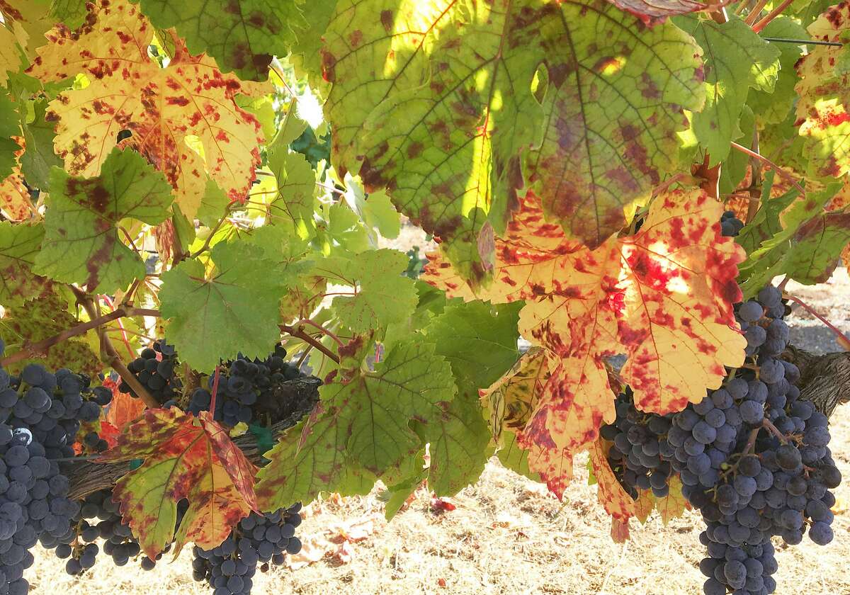 Grape leaves infected with red blotch disease.
