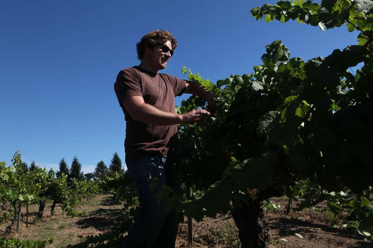 Morgan Twain-Peterson who runs Compagni Portis checks the sugar content of the different variety of grapes in his vineyard in Sonoma Calif., on August 17, 2011.