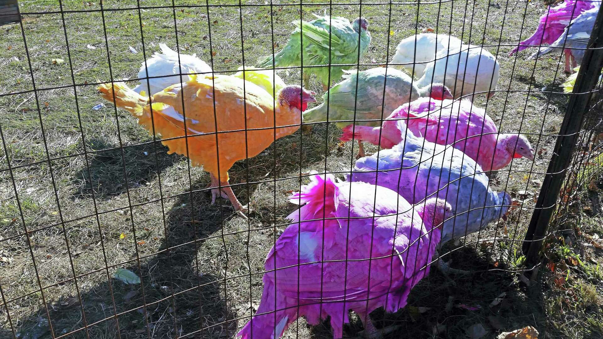 Guilford's colorful turkeys named CT's weirdest tradition