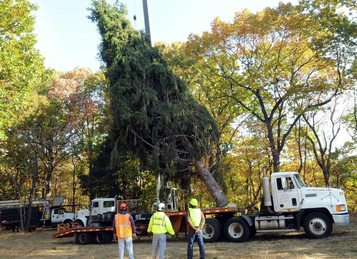 PHOTOS New Haven Christmas Tree Comes to the Green