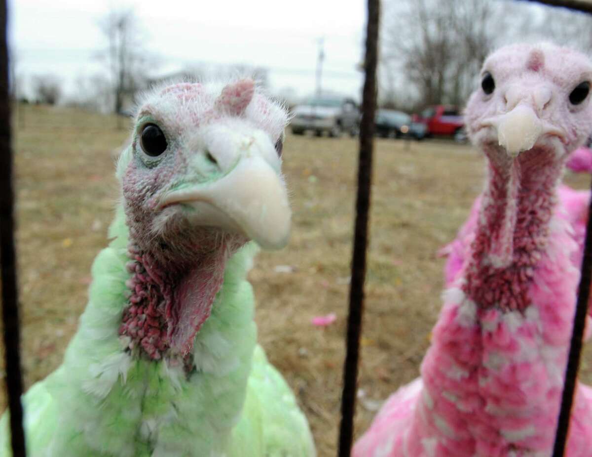 Guilford’s colorful turkeys named CT's weirdest tradition