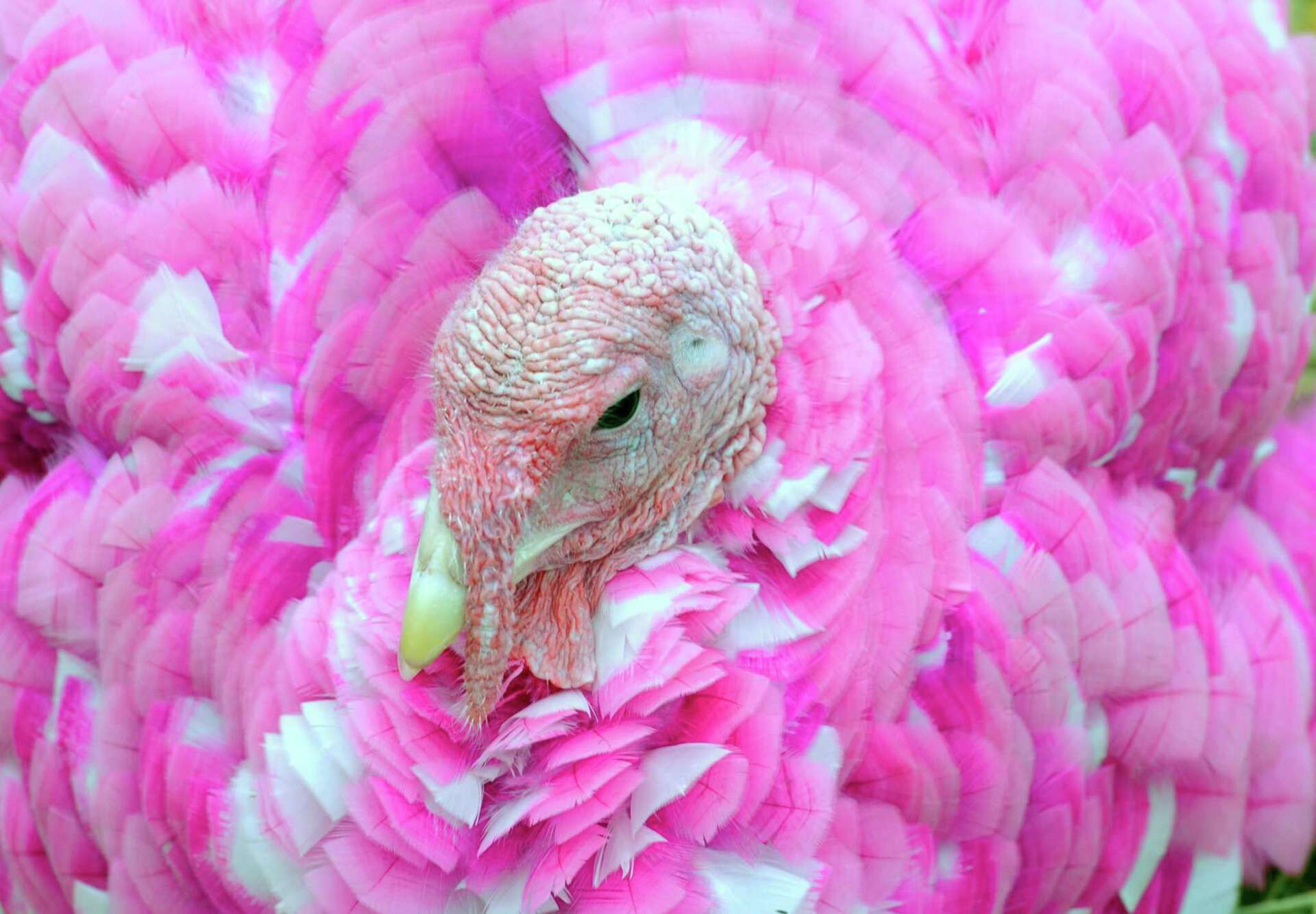 70's ☆ユニコーン☆ フェルトタペストリーコットン100 Turkey 美品 Guilford's colorful turkeys named CT's weirdest tradition