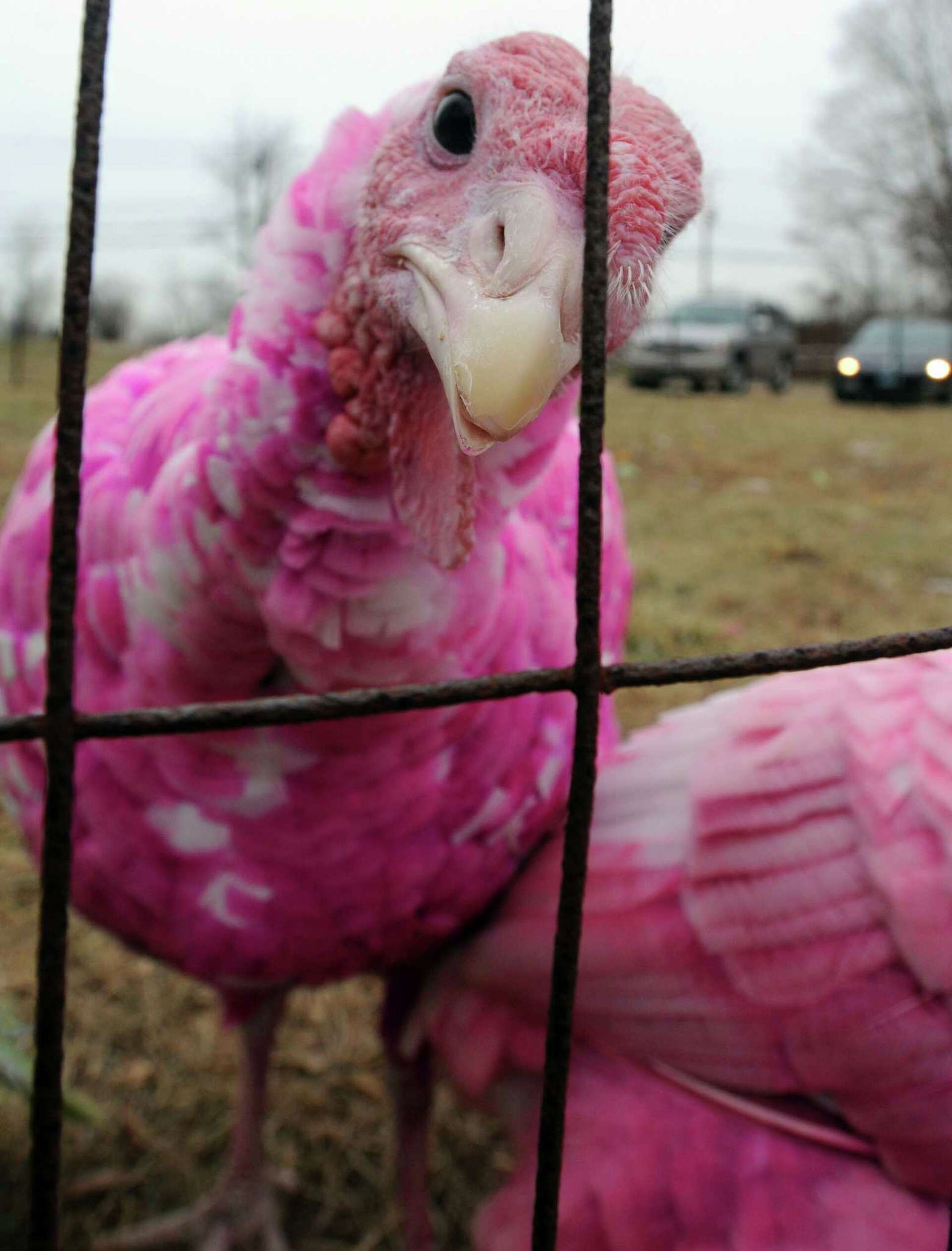 Guilford's colorful turkeys named CT's weirdest tradition