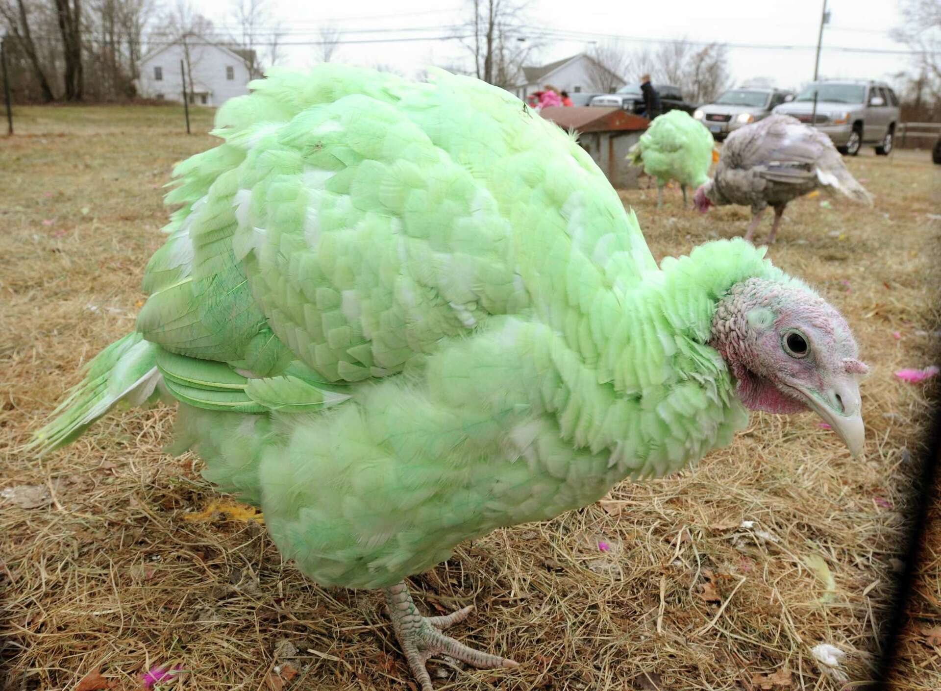 Guilford's colorful turkeys named CT's weirdest tradition