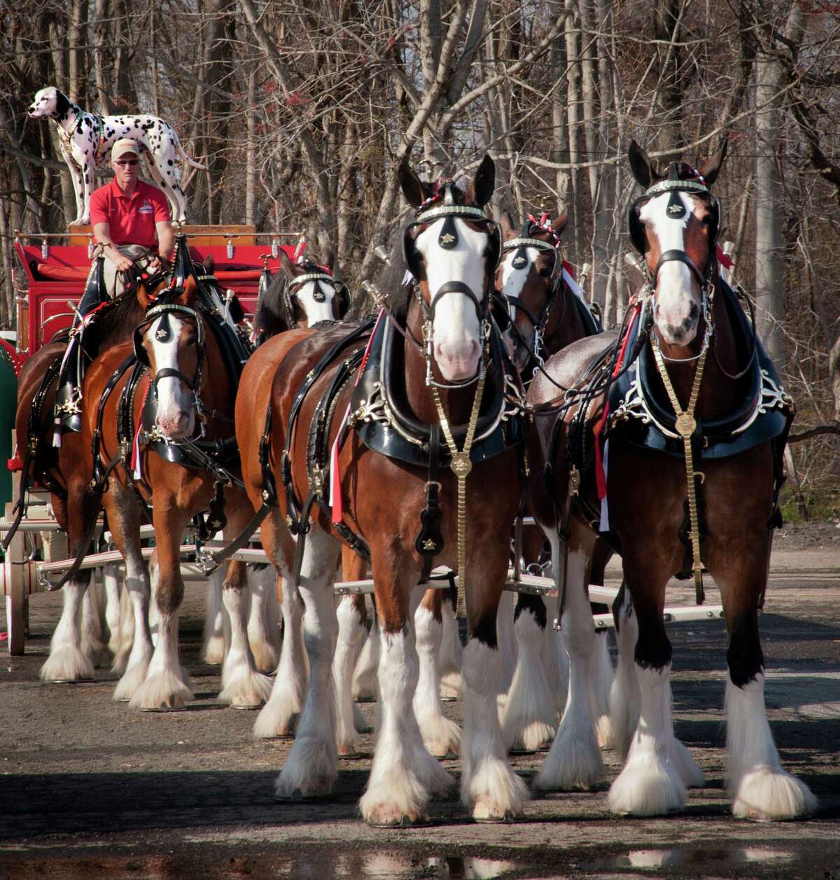 Photos of Budweiser Clydesdales Perform for Connecticut Veterans