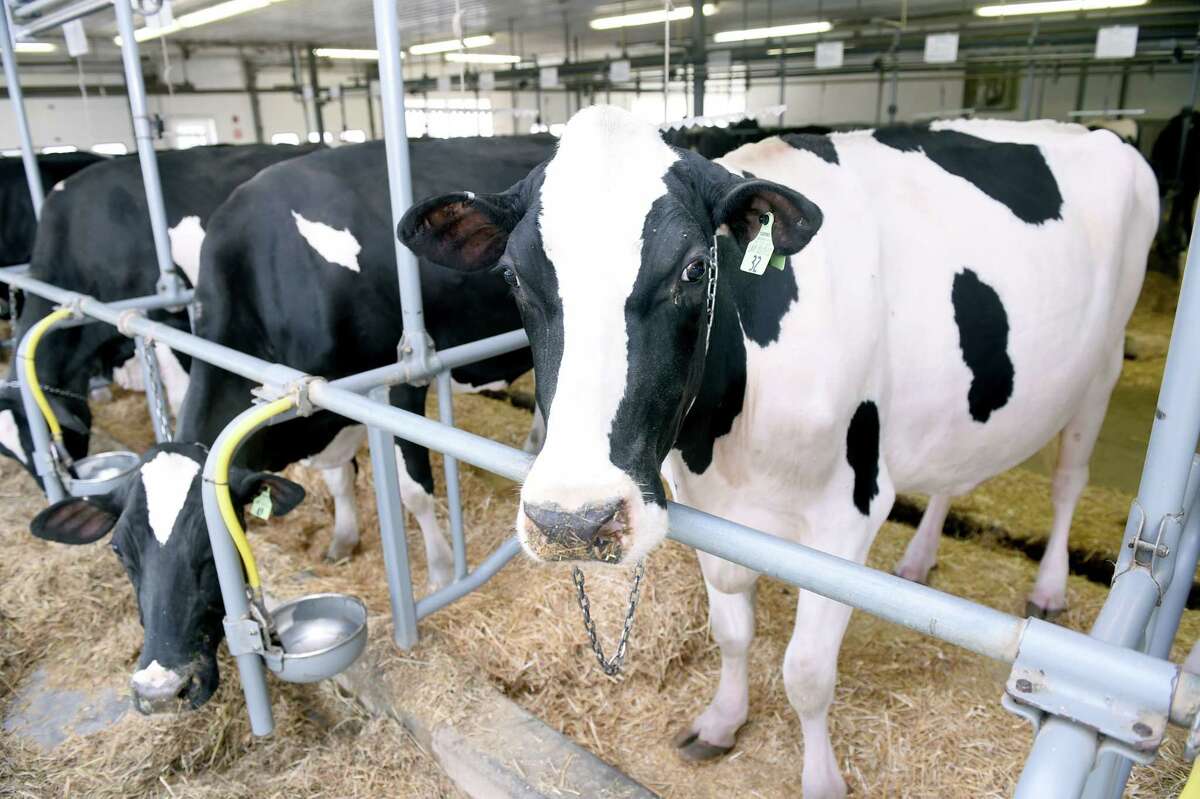 Awardwinning Arethusa Farm Dairy in Litchfield opens first standalone