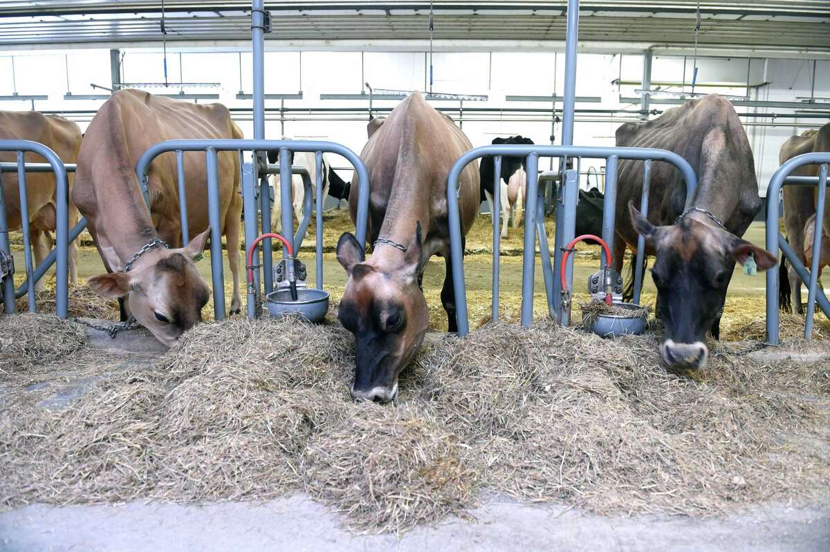 Awardwinning Arethusa Farm Dairy in Litchfield opens first standalone