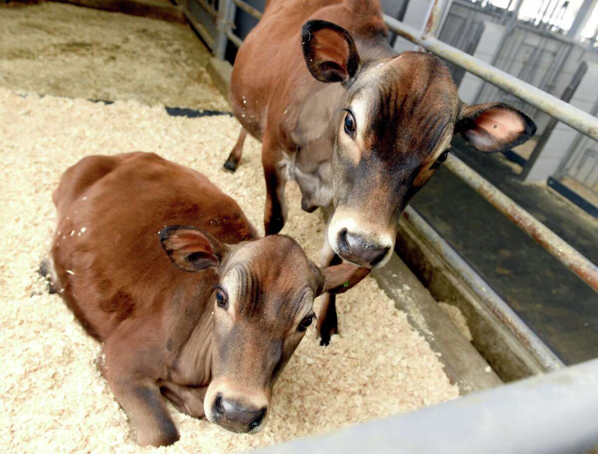 Awardwinning Arethusa Farm Dairy in Litchfield opens first standalone