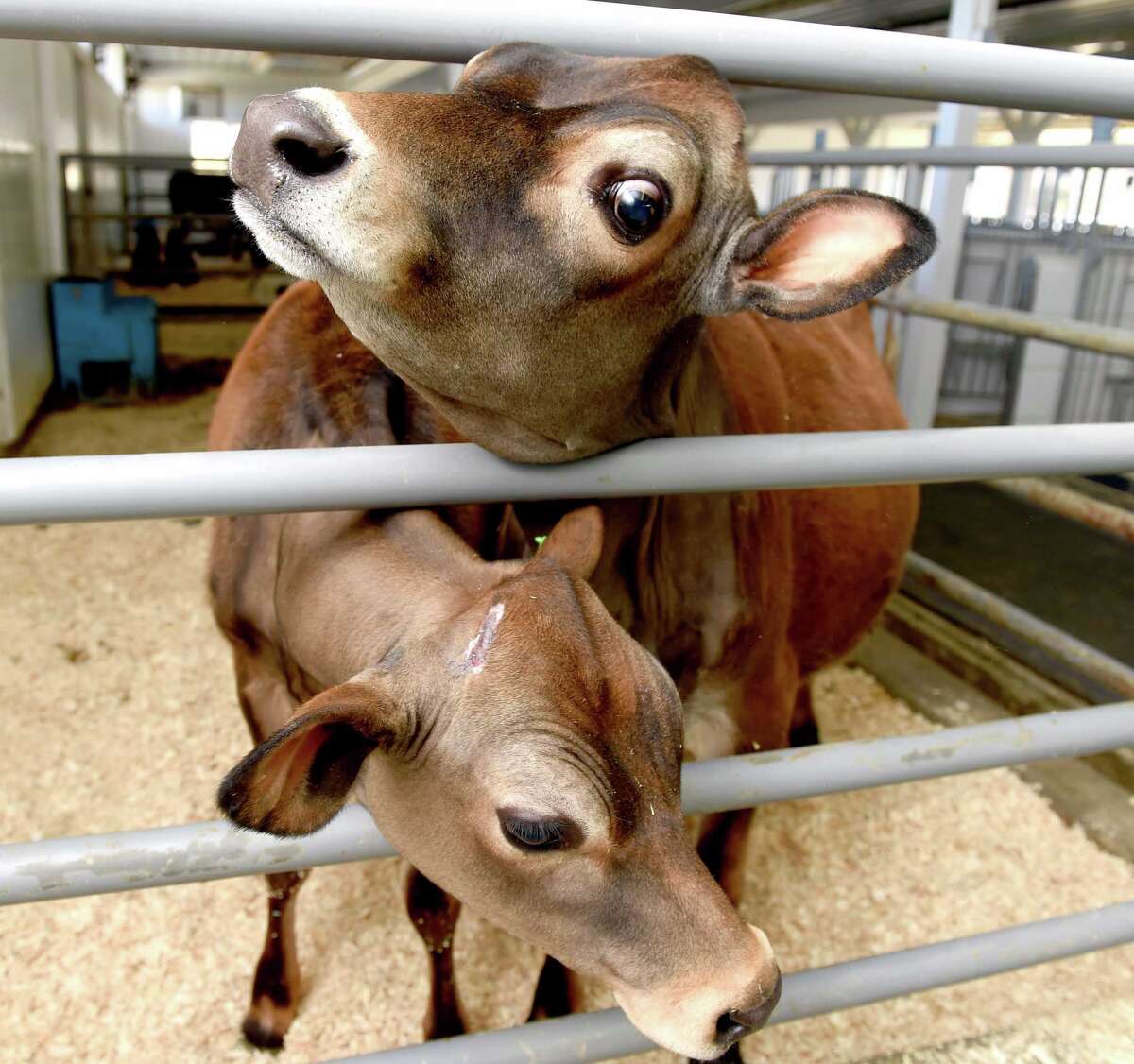 Awardwinning Arethusa Farm Dairy in Litchfield opens first standalone