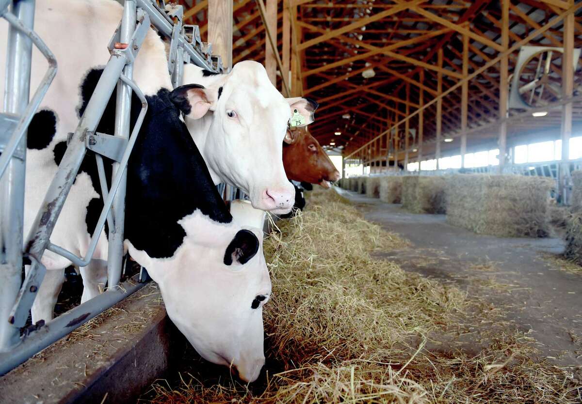 Awardwinning Arethusa Farm Dairy in Litchfield opens first standalone