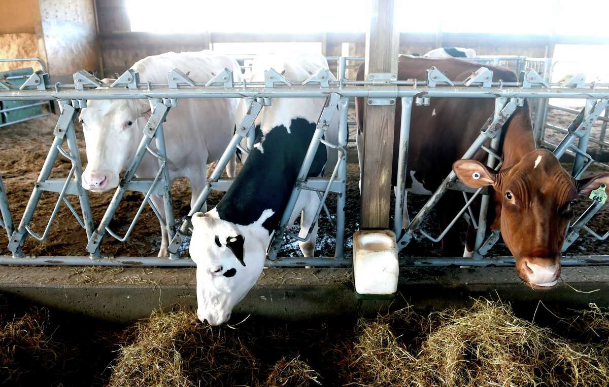 Awardwinning Arethusa Farm Dairy in Litchfield opens first standalone