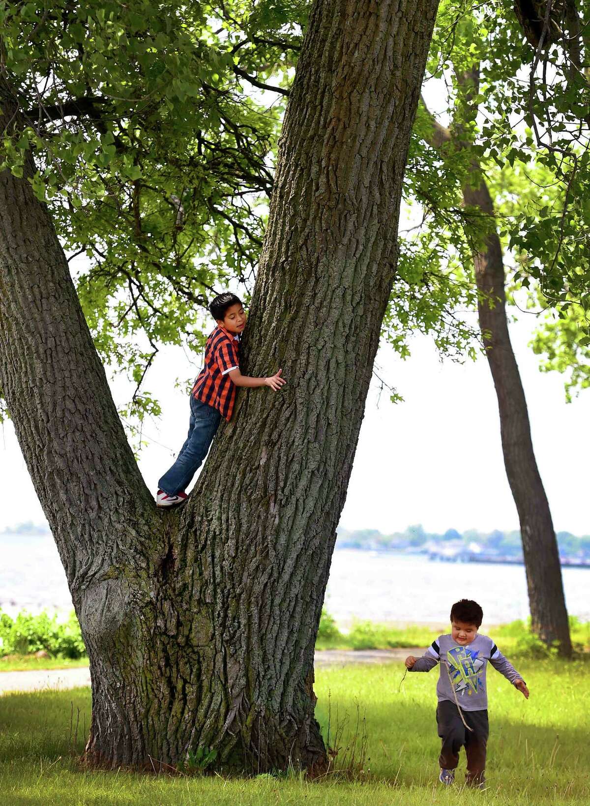 (Peter Hvizdak - New Haven Register) Anthony MIranda, 8, left in tree, and his brother David Miranda, 4, both of Shelton, explore Veterans' Memorial Park on Long Wharf Drive in New Haven during a visit there Tuesday, May 25, 2016 by their family to enjoy the shoreline view of New Haven Harbor. e