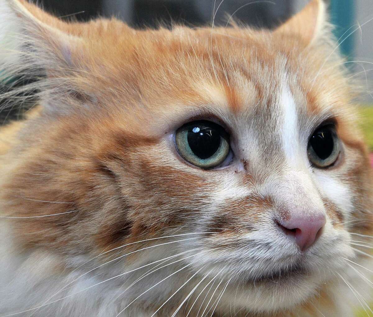 AdoptaFeline at CATALES in Middletown