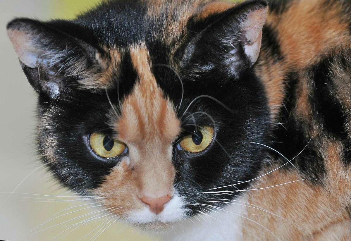 PHOTOS Cats available for adoption at CATALES in Middletown