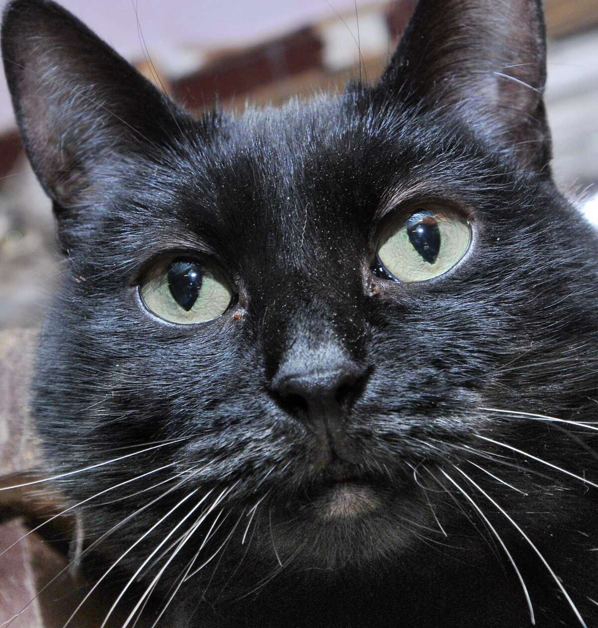 PHOTOS Cats available for adoption at CATALES in Middletown