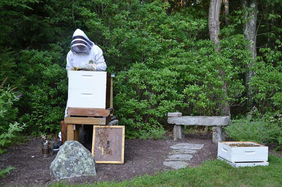 Connecticut Beekeepers Drastically Declining Bee Population Can Be Reversed The Middletown Press