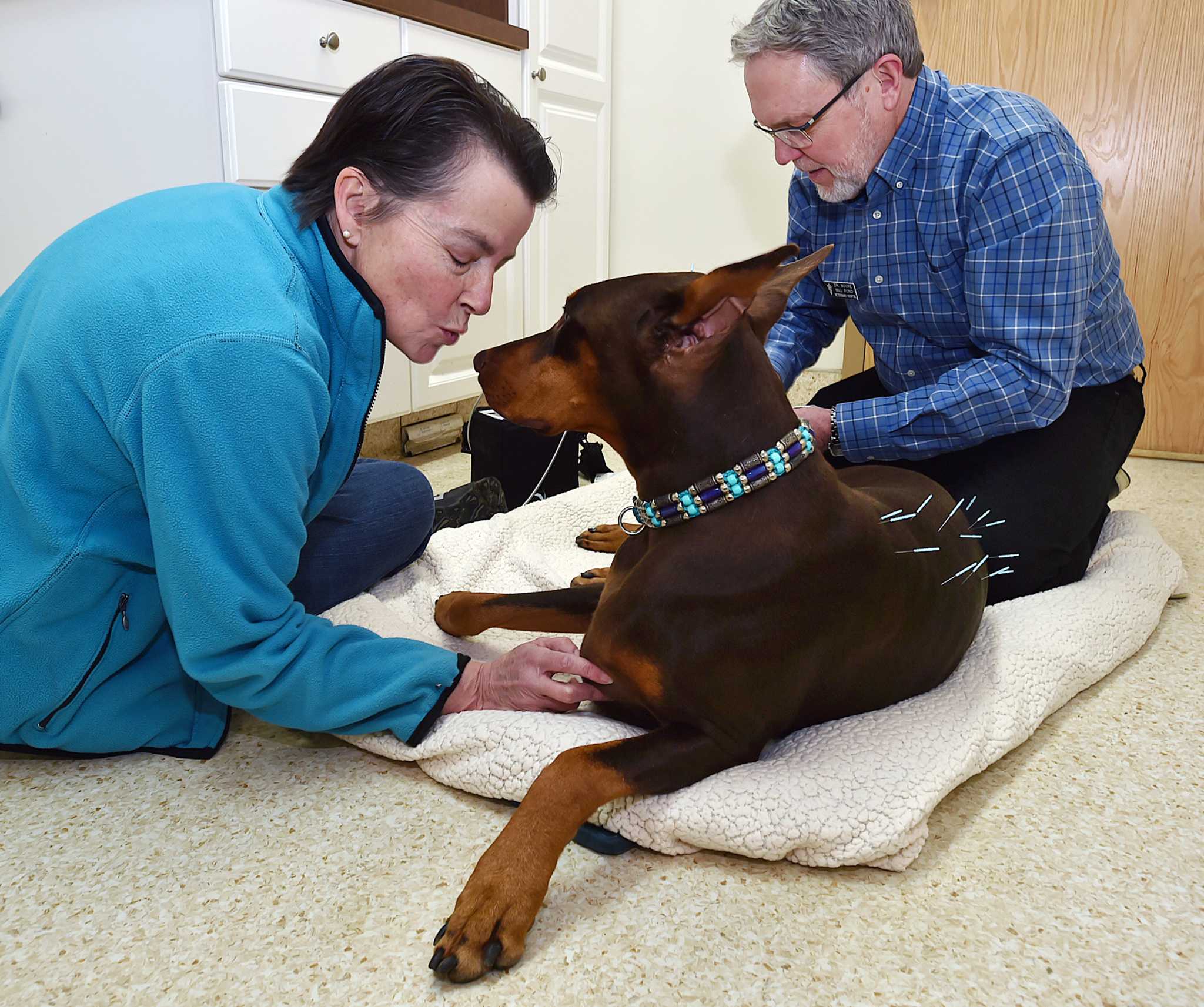 20172302ca-dr-moore-gives-doberman-legacee-acupuncture