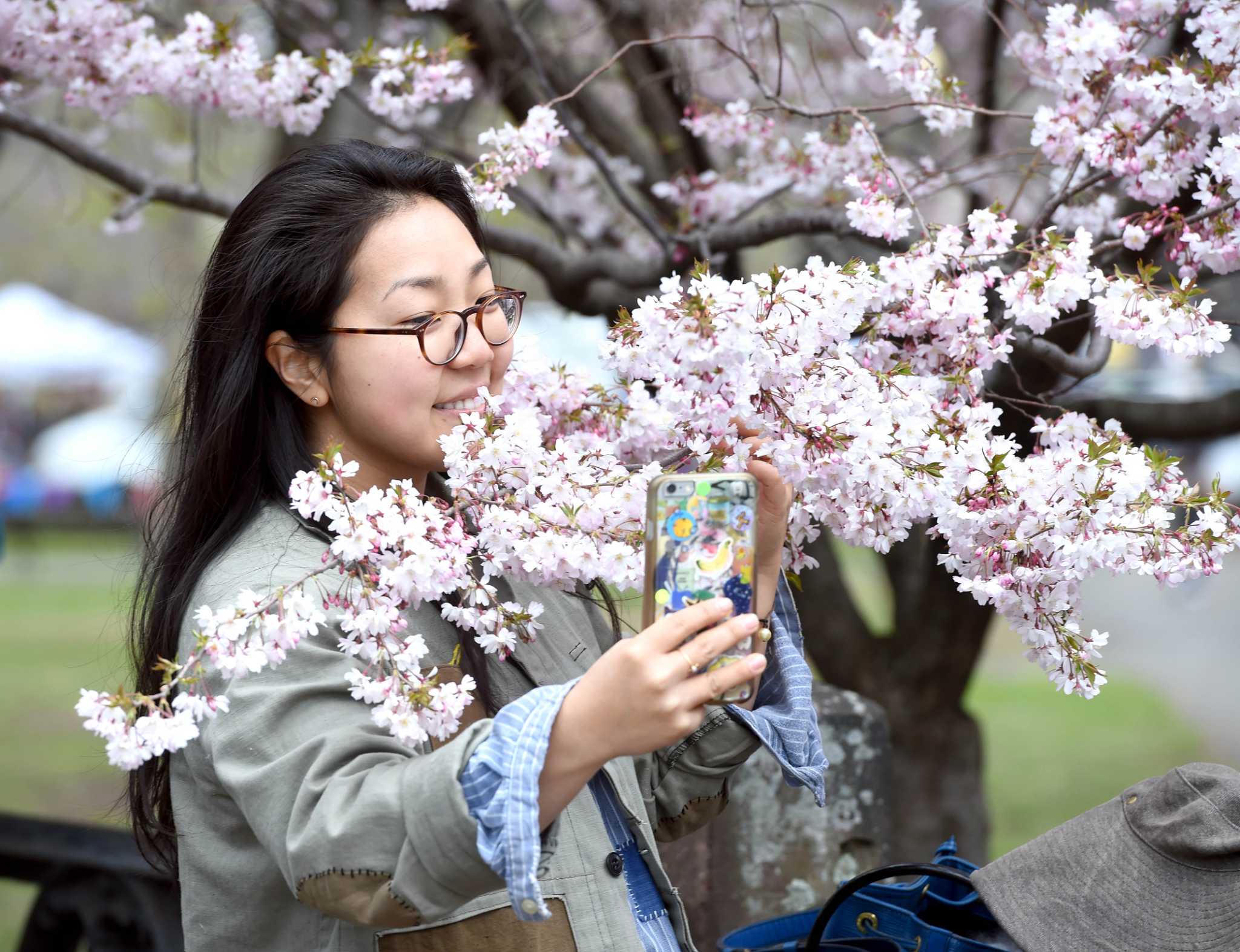 Photos of Cherry Blossom Festival in New Haven