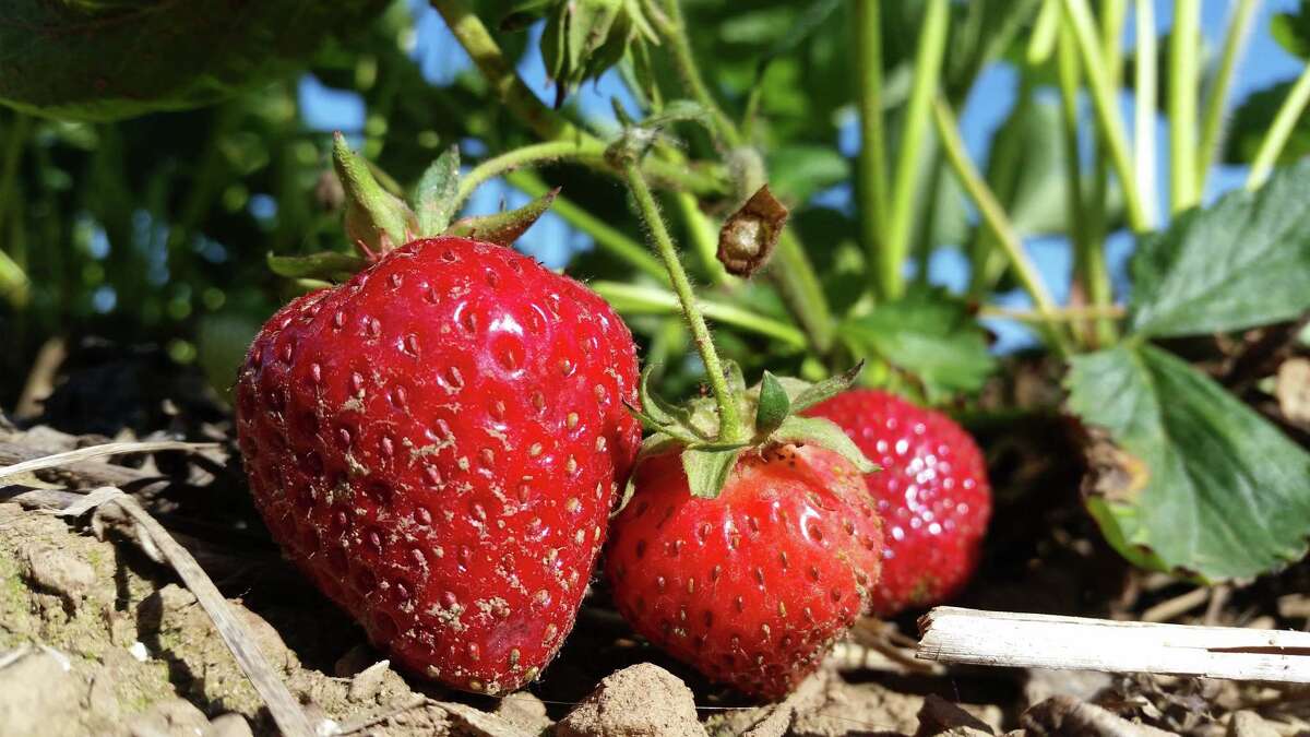 Photos Strawberry season opens at Lyman Orchards in Middlefield