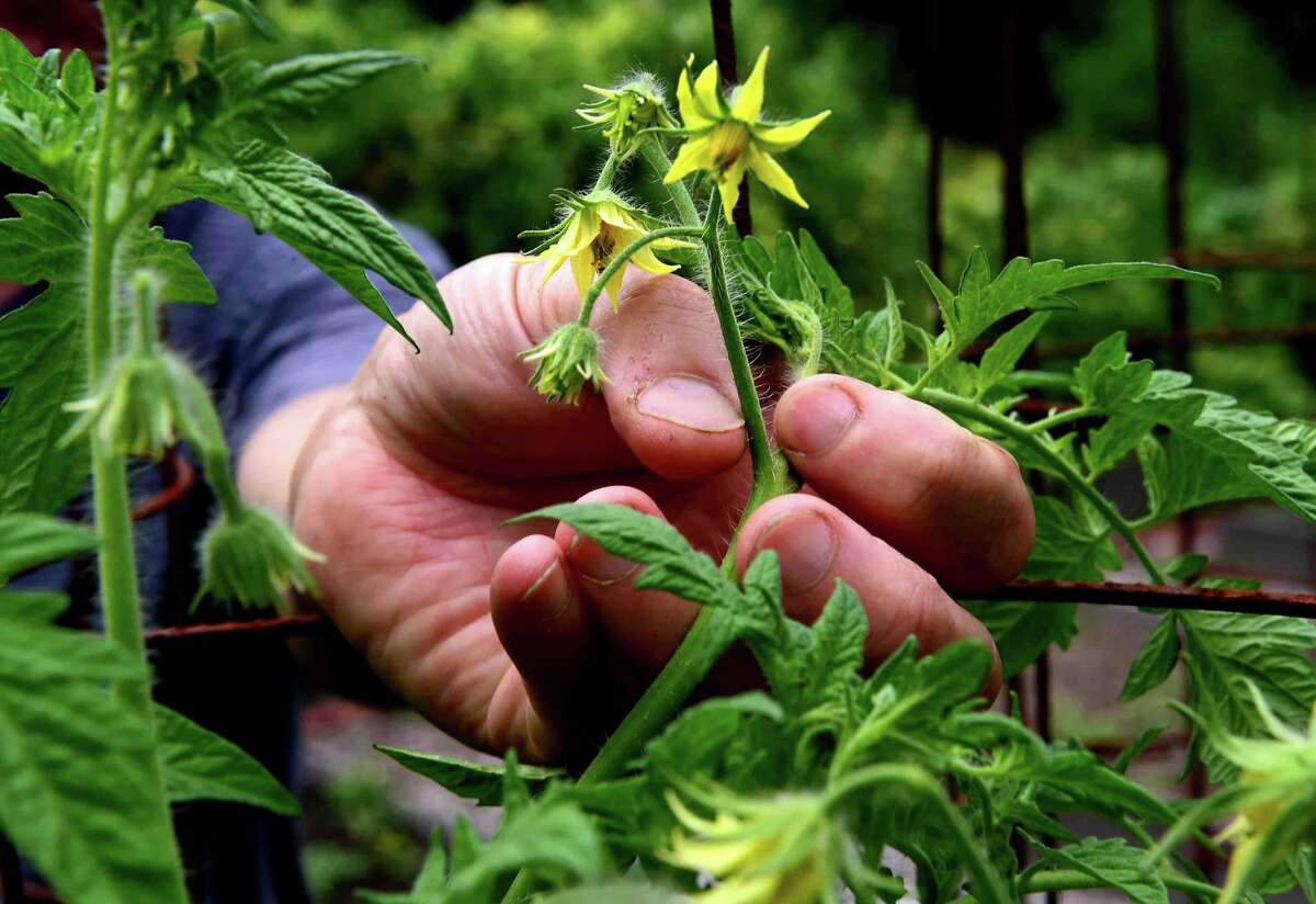 PHOTOS of Organic and Bucolic Trout Lily Farm in Guilford