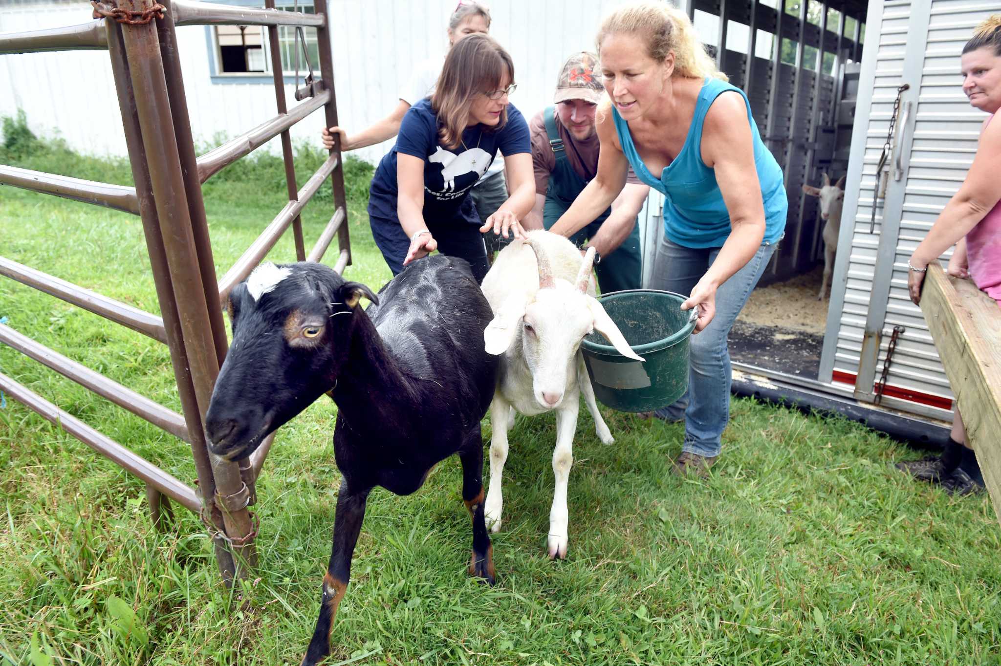 Photos of Rescued Goats Arriving at Locket's Meadow Farm in Bethany
