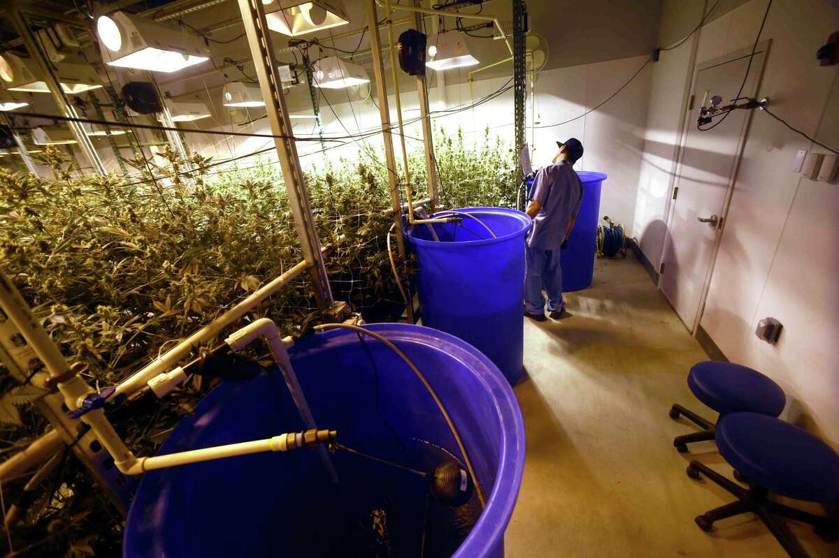 West Haven medical marijuana facility part farm, part science lab