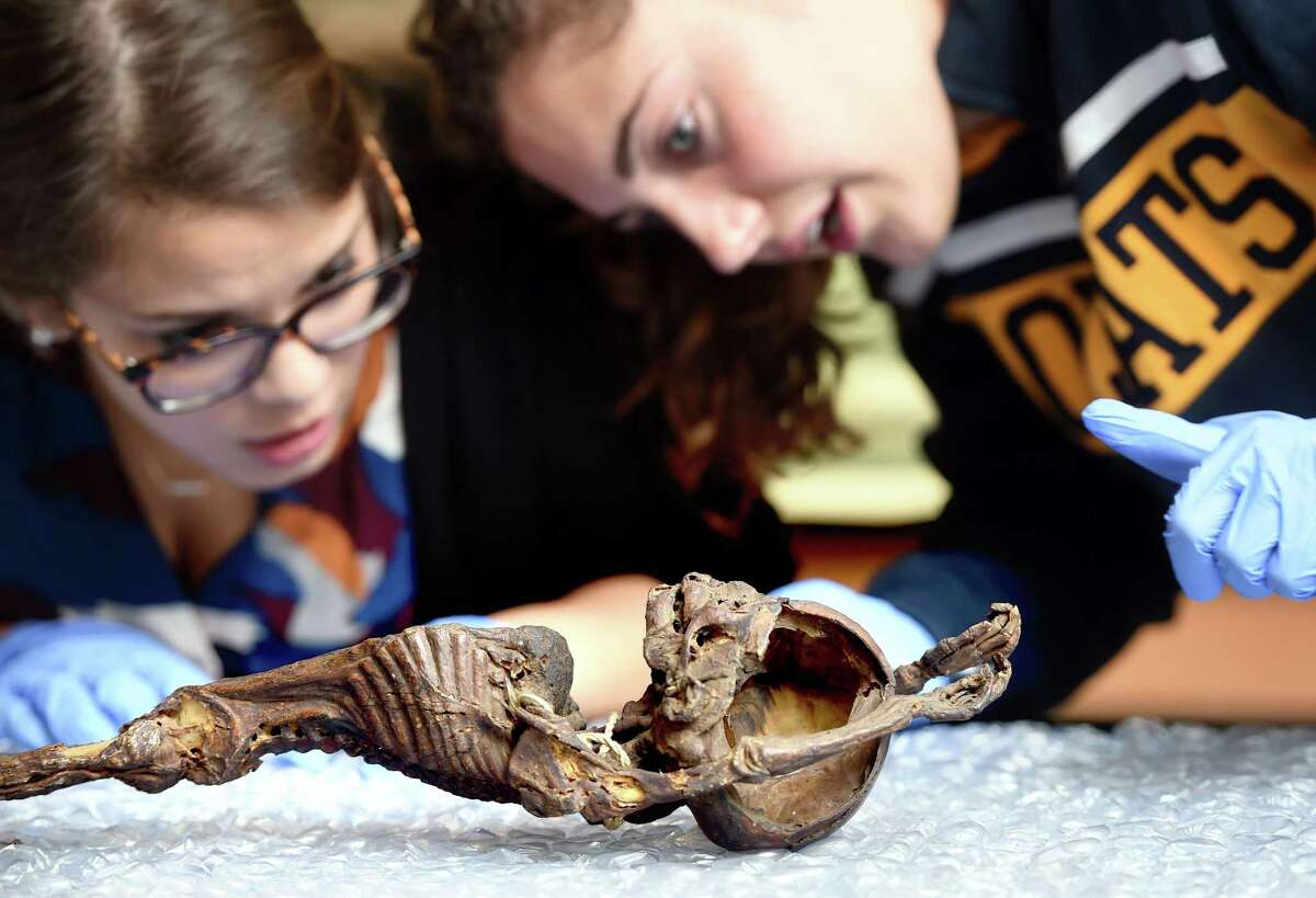 Quinnipiac University junior Amel Langston (left) and senior Paige Ferreri take measurements of osteological elements of a 150-200 year old mummified baby at Quinnipiac University's Buckman Center in Hamden on 11/16/2015. Both are minoring in anthropology. Photo by Arnold Gold/New Haven Register agold@newhavenregister.com