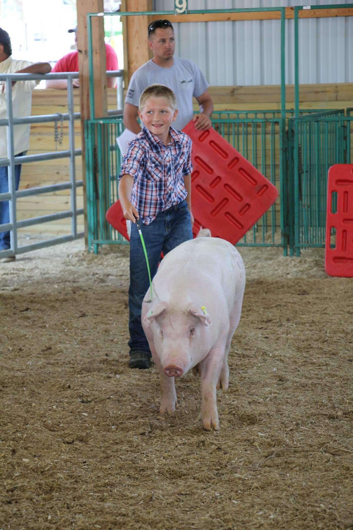 Livestock shows Tuesday at the Huron Community Fair included dairy, swine and rabbits.