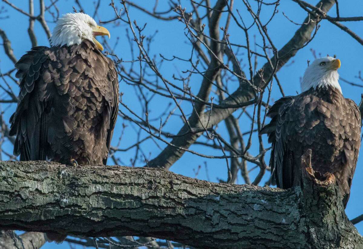 Missing CT bald eagle found safe