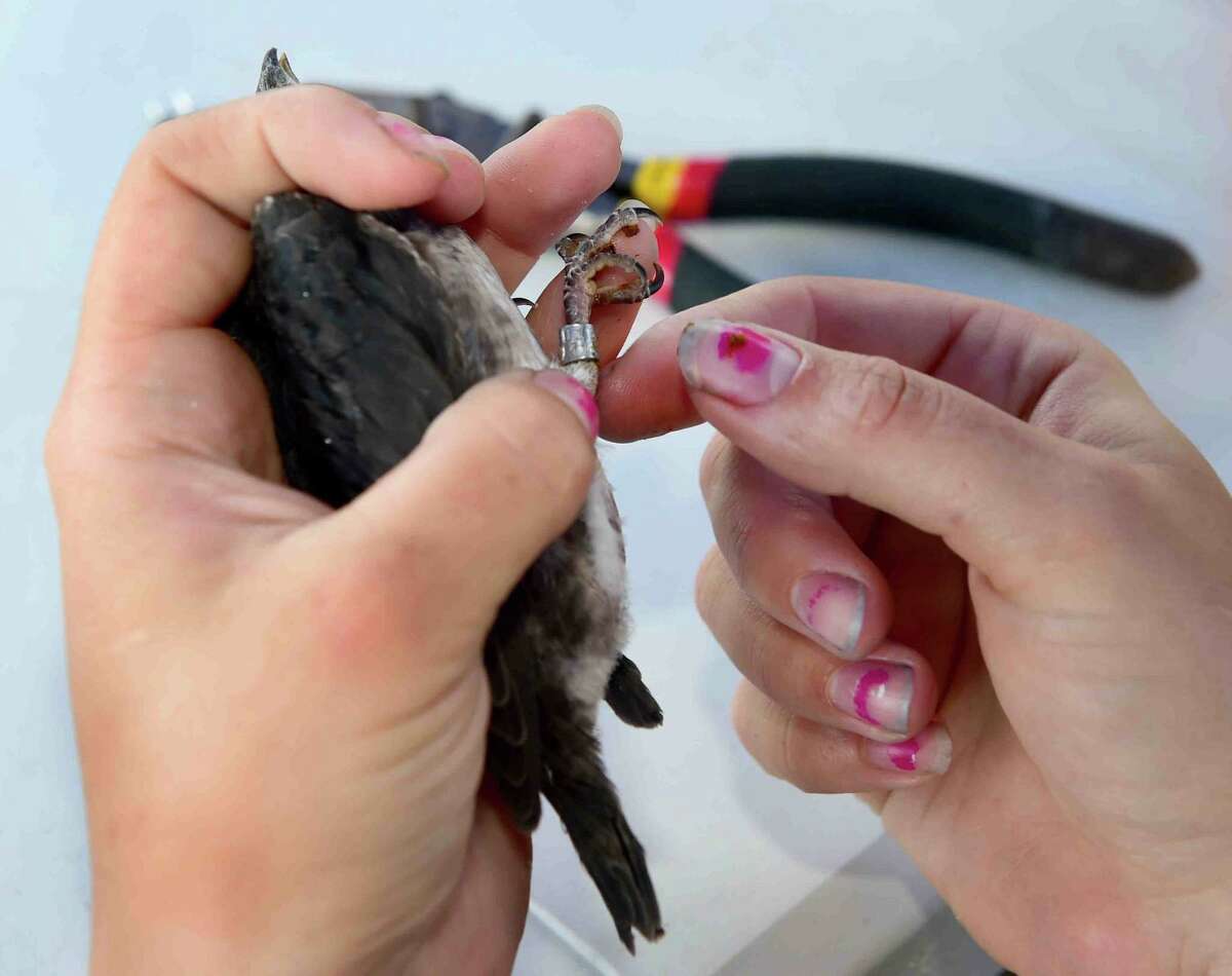 160713ph_Purple Martin Banding at Milford Point