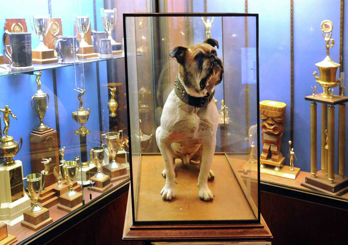 Yale University's original "Handsome Dan", the firs Yale Bulldog mascot, who is preserved and on display in Yale's Payne Whitney Gym. Photo by Peter Hvizdak / New Haven Register