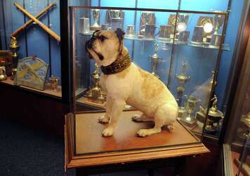 yale stuffed bulldog