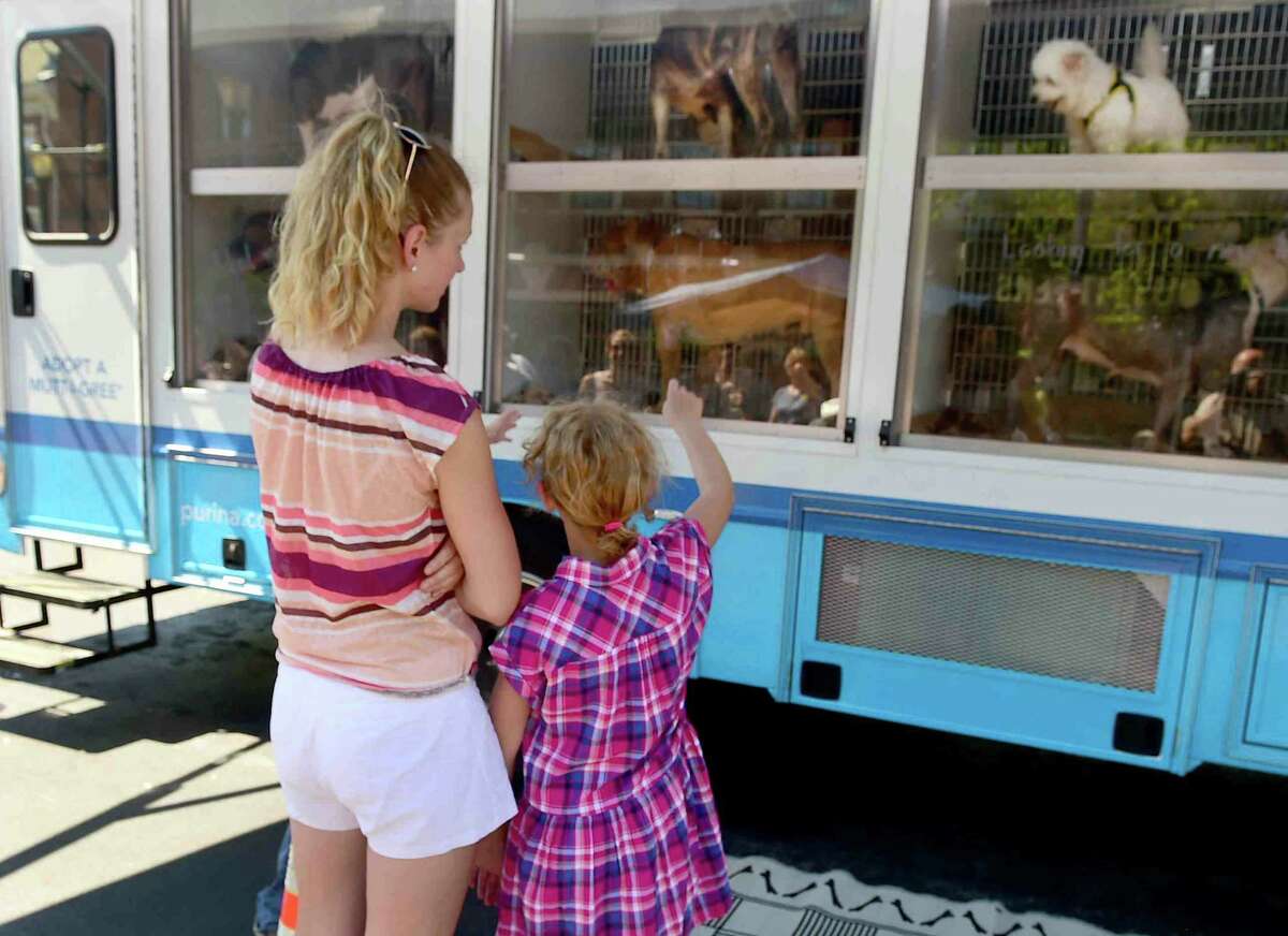 PHOTOS of PET ADOPTION New Haven Animal Shelter