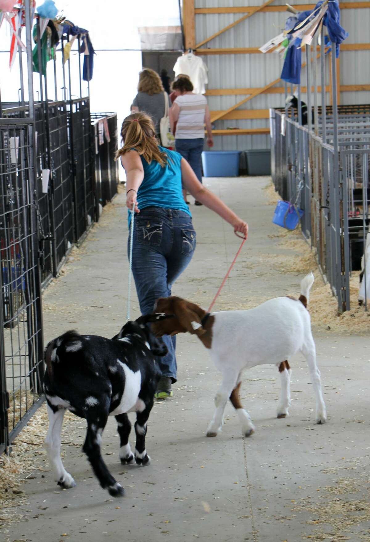 Prospect feeder and poultry shows were highlights of Wednesday's Huron Community Fair, while the Midway was, as always, a big draw.