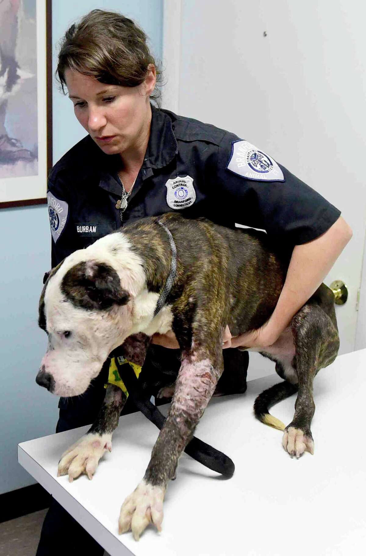 PHOTOS: Severe Dog Fighting Injuries to 