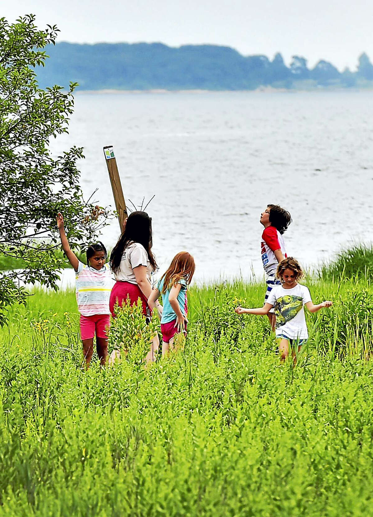 New Haven Land Trust Schooner Camp campers explore the New Haven Land Trust Long Wharf Nature Preserve Thursday at the Sound School facilities in New Haven.