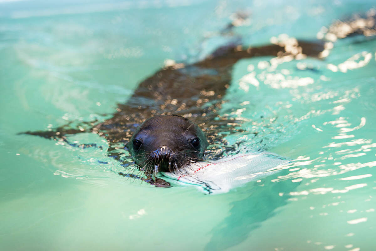 VIDEO: Houston Zoo's adorable new sea lion has a name