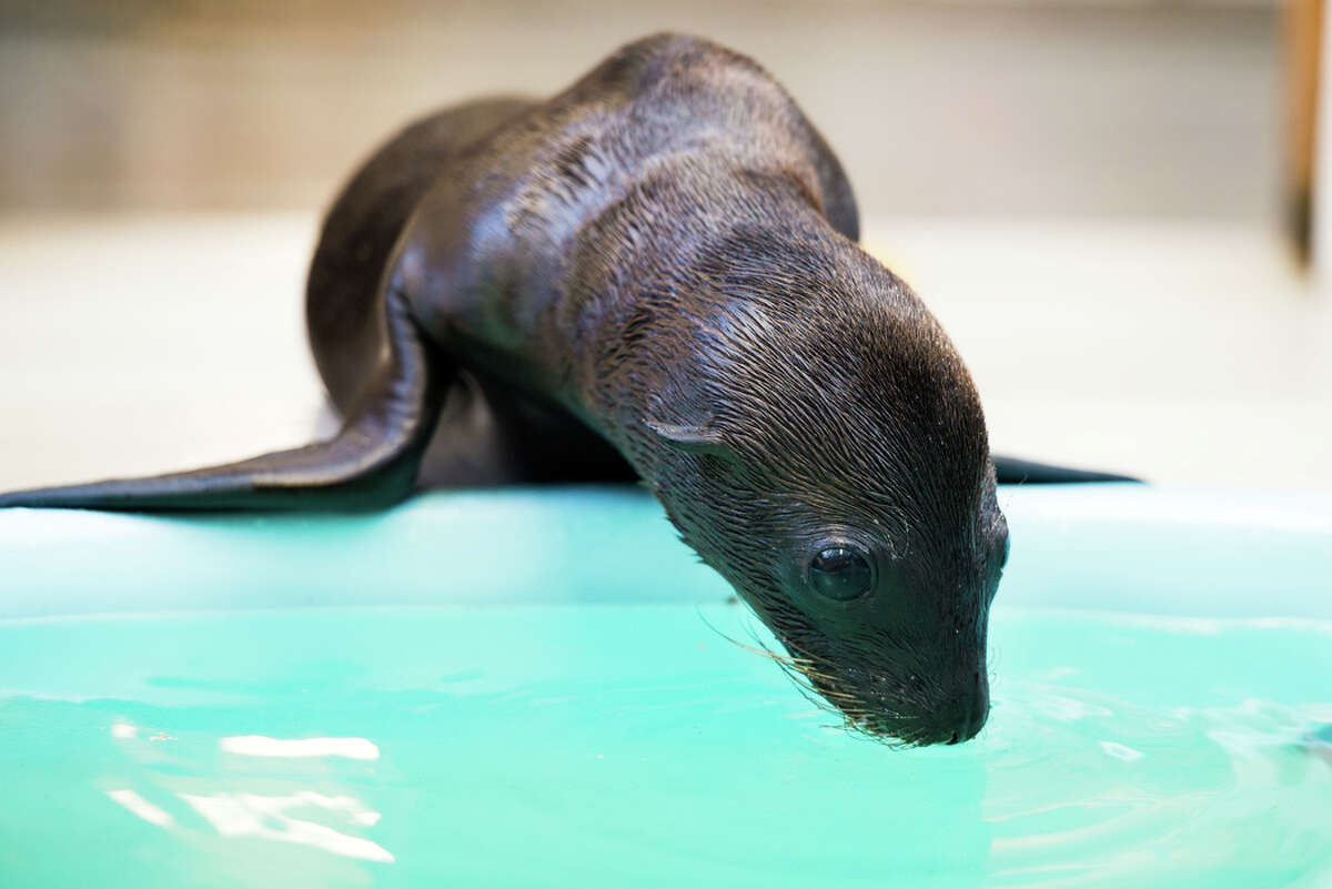 VIDEO: Houston Zoo's adorable new sea lion has a name