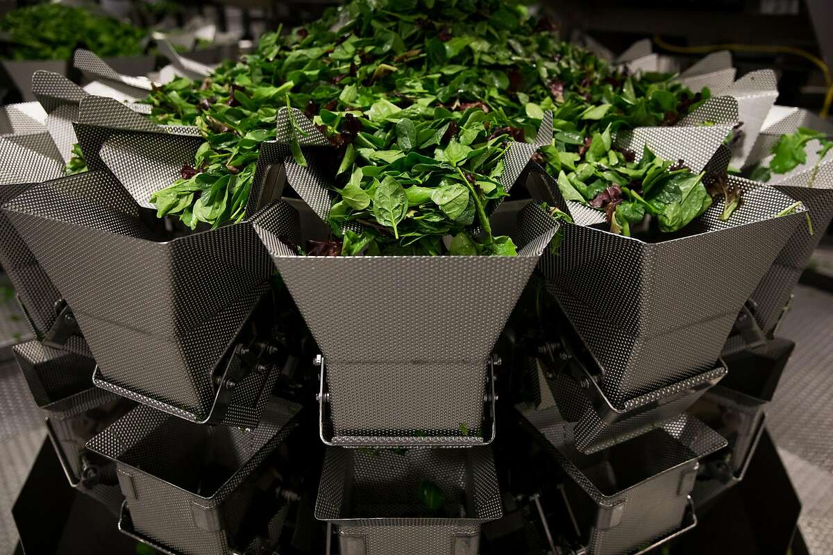 Leafy greens fall through the multihead weigher system into a hopper where it is accurately weighed before falling down into the packaging level at the Taylor Farms processing facility in Salinas.