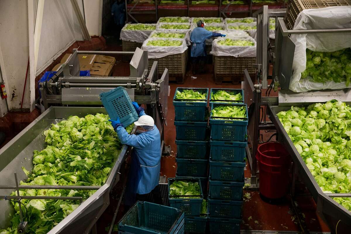 Workers load heads of lettuce into the trim and sort process area at the Taylor Farms processing facility in Salinas, Calif. Thursday, July 20, 2017.