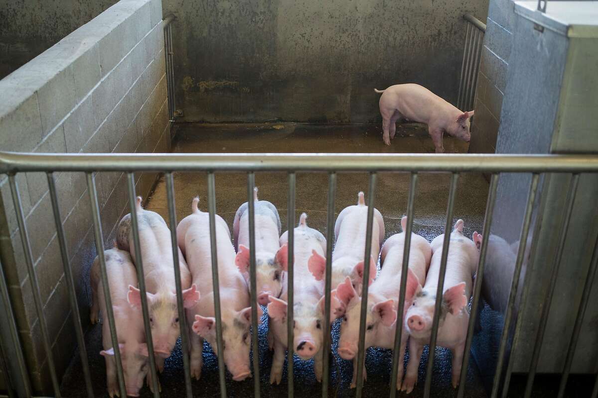 Gilts, young female pigs that have yet to give birth, gather in a pen at the UC Davis Animal Science Swine Center.