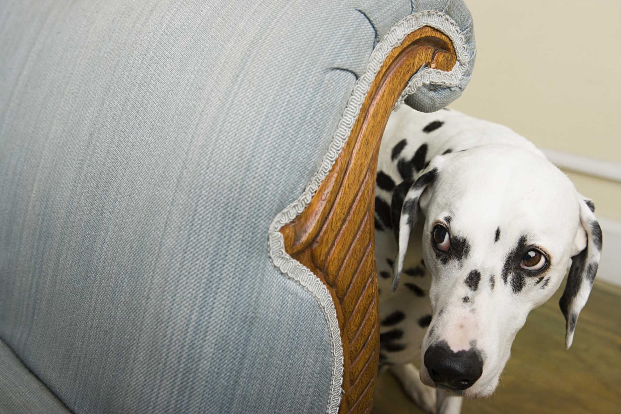 How to teach a shy dog to have more confidence