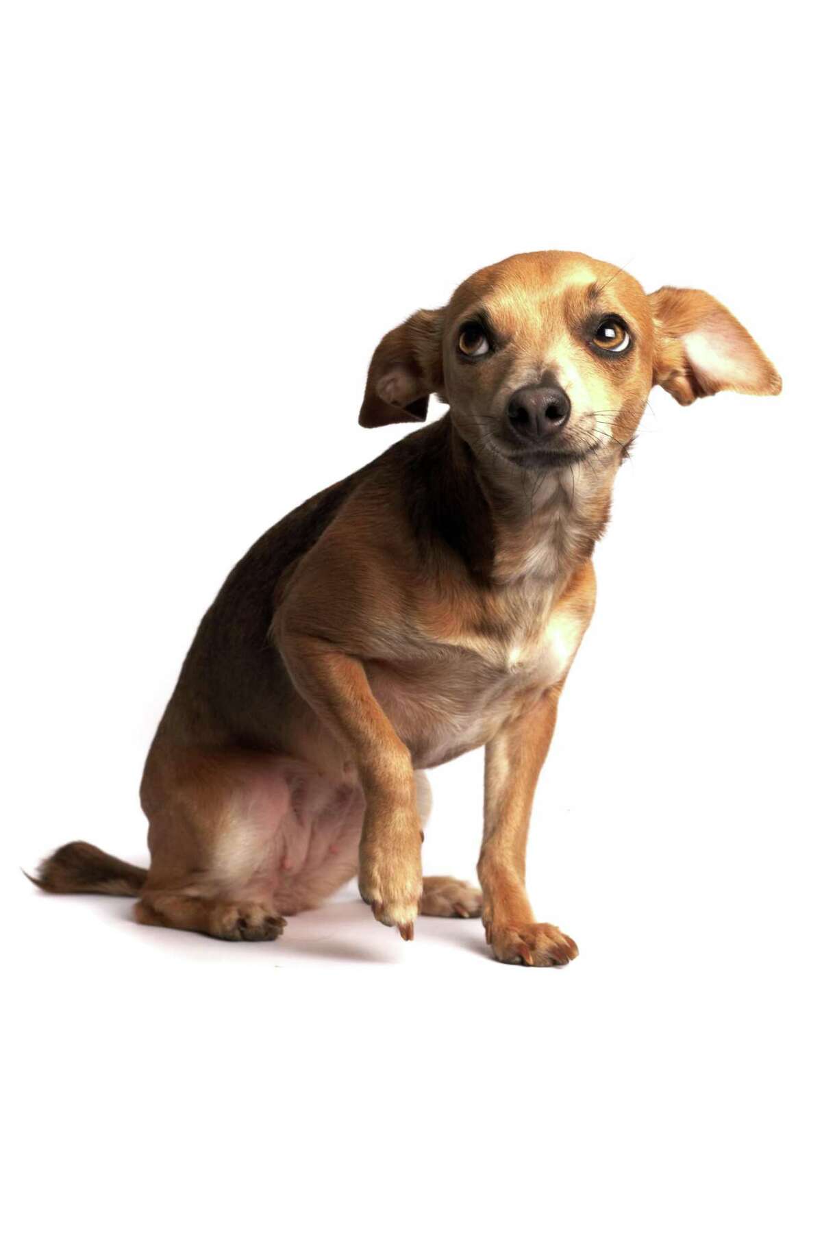 How to teach a shy dog to have more confidence